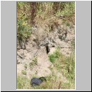 Colletes sp - Seidenbiene 01a Habitat Wallenhorst.jpg